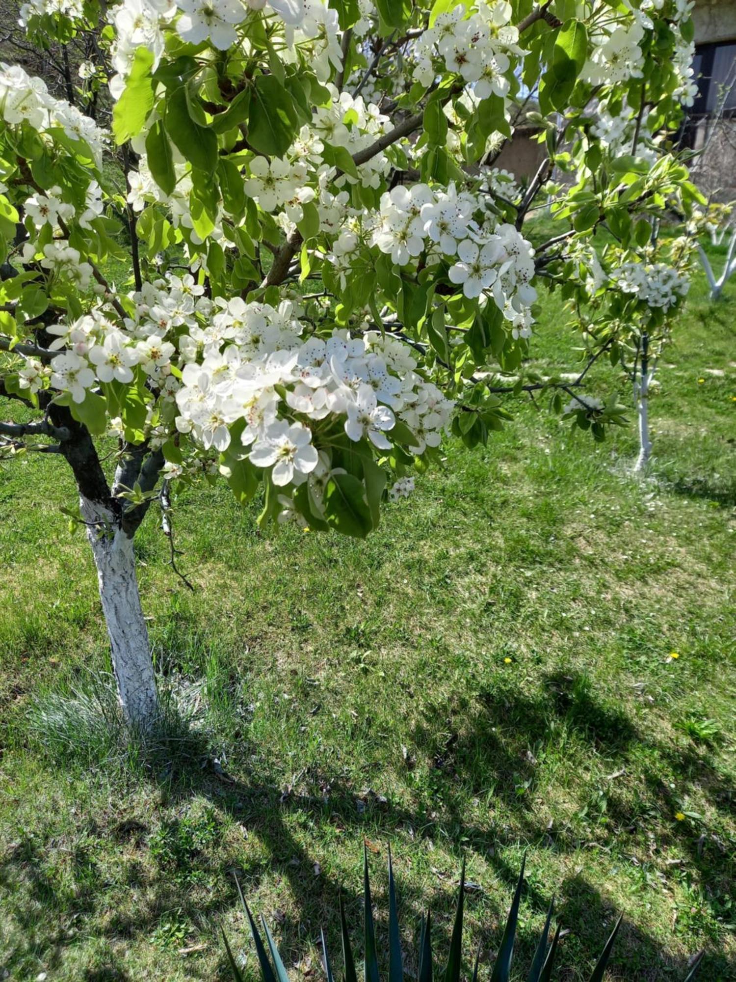 Guest House Ijevan'S Garden Екстериор снимка