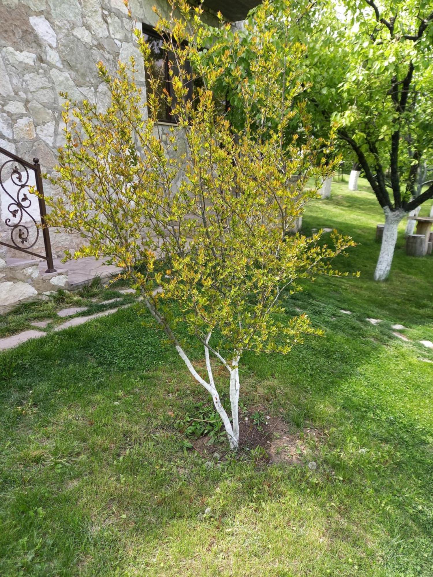 Guest House Ijevan'S Garden Екстериор снимка